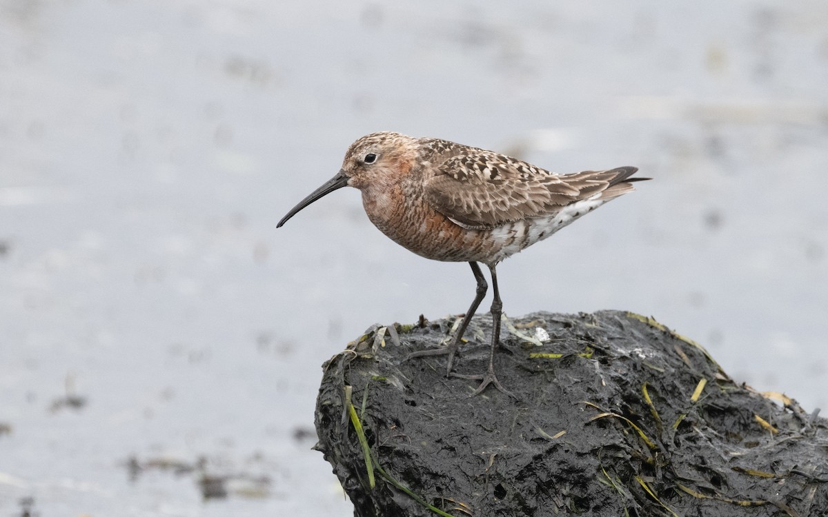 Curlew Sandpiper - ML612875192