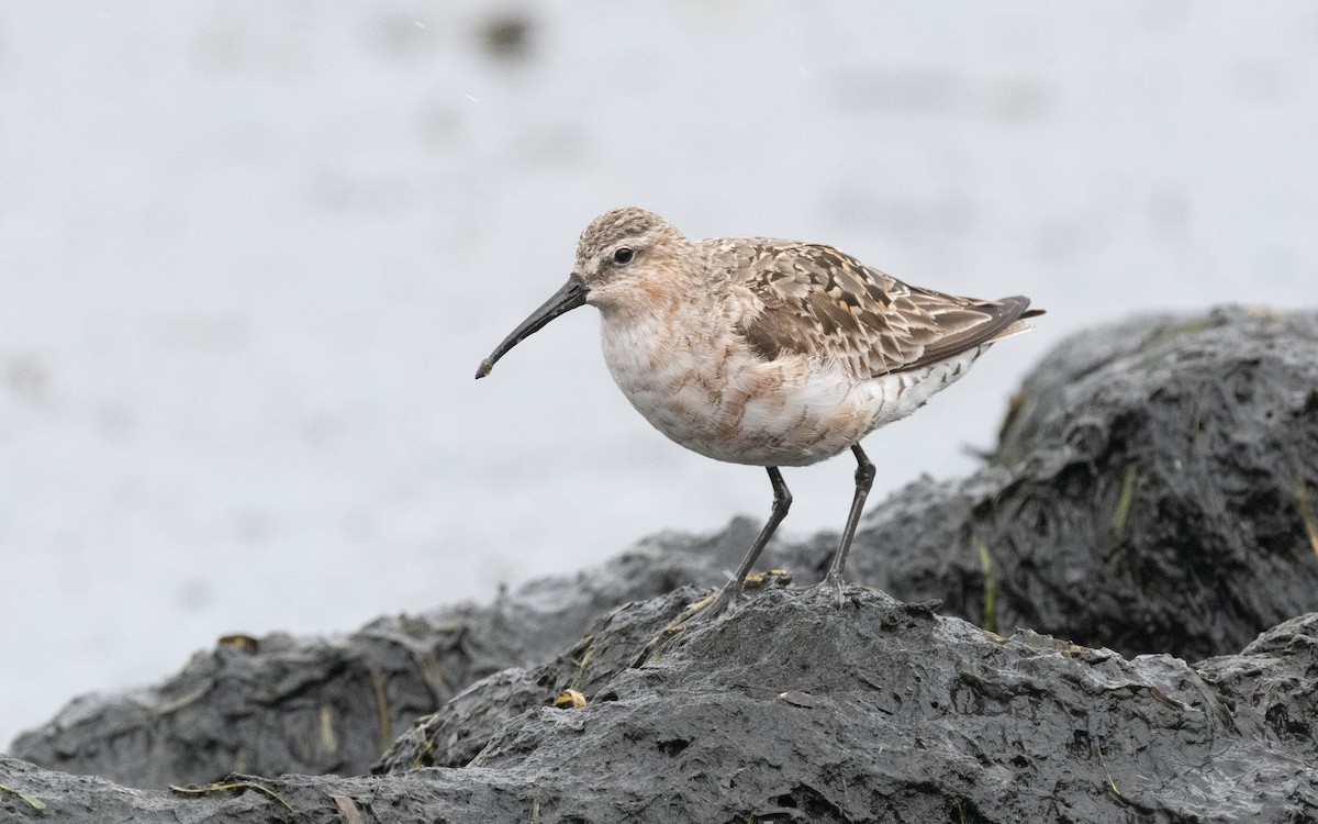 Curlew Sandpiper - ML612875211