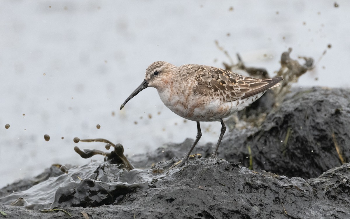 Curlew Sandpiper - ML612875224