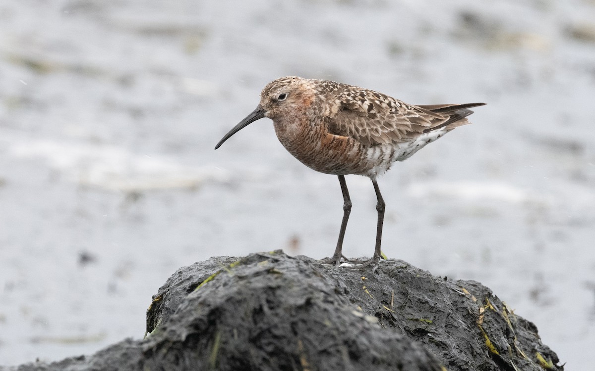 Curlew Sandpiper - ML612875247