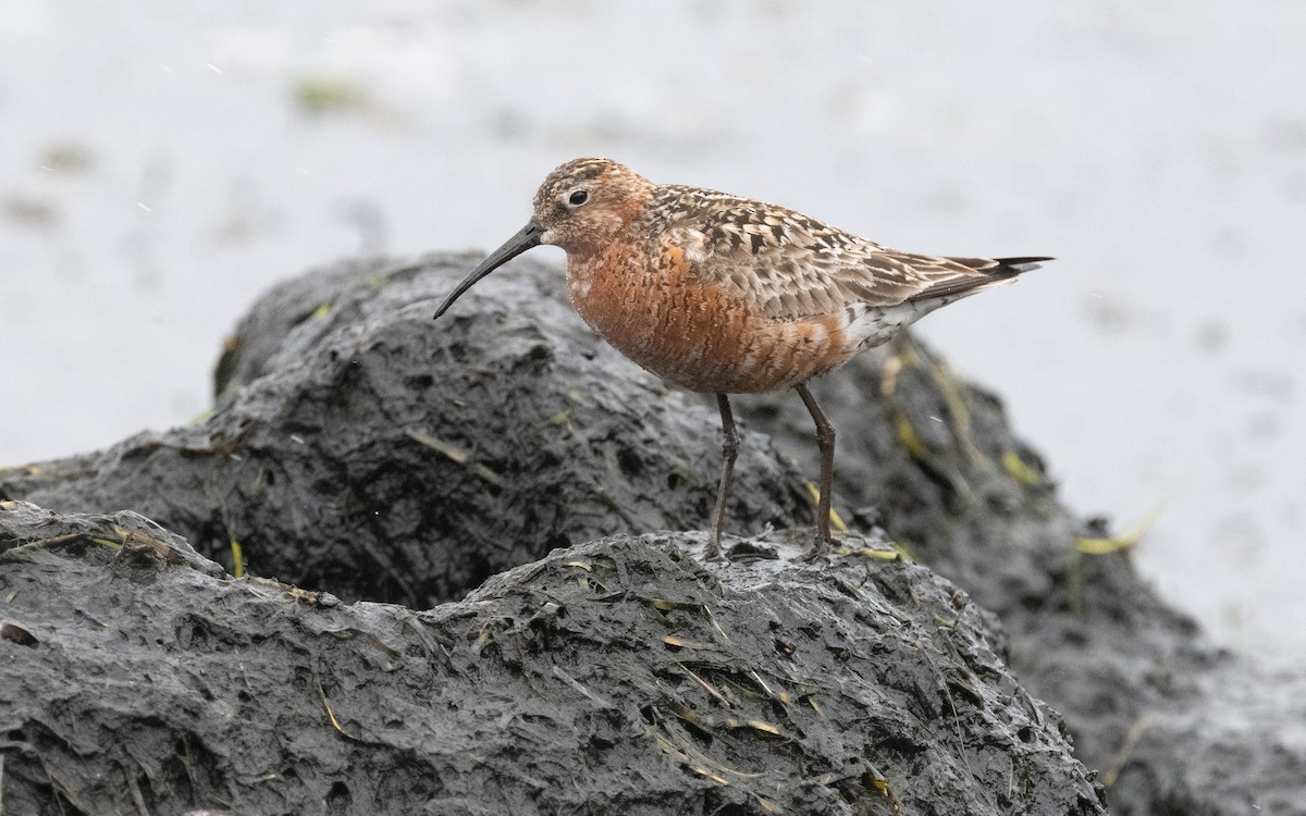 Curlew Sandpiper - ML612875248