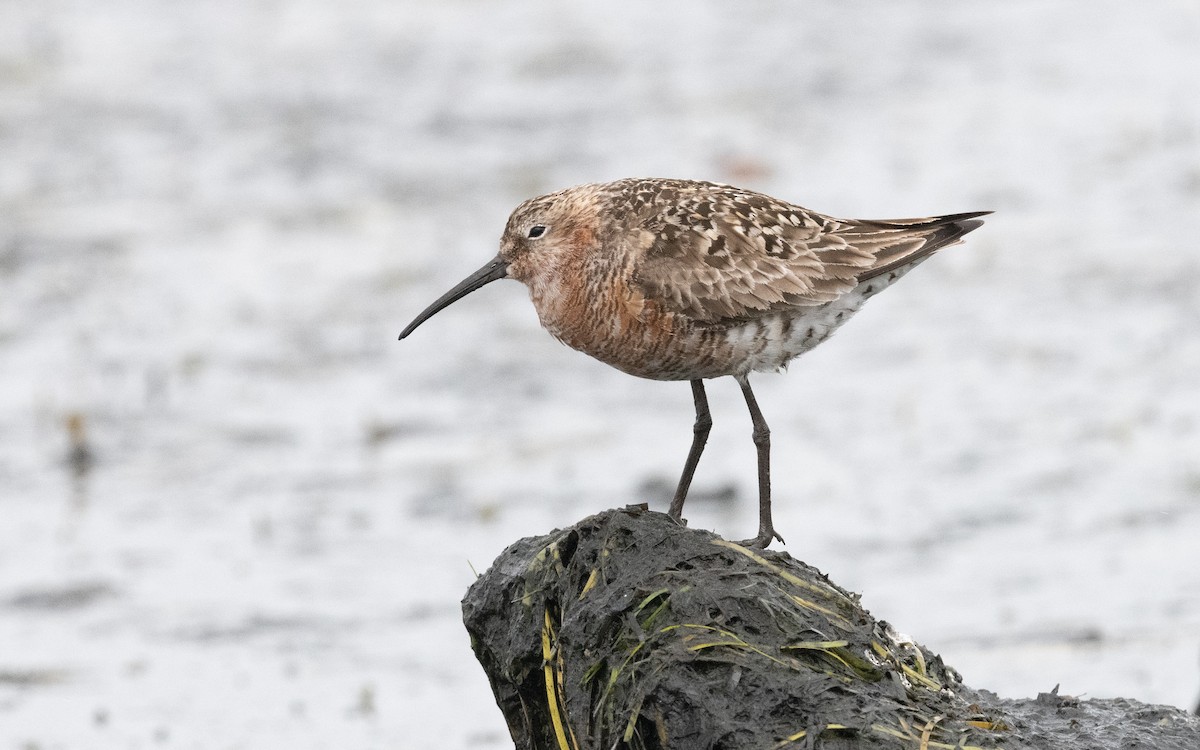 Curlew Sandpiper - ML612875264