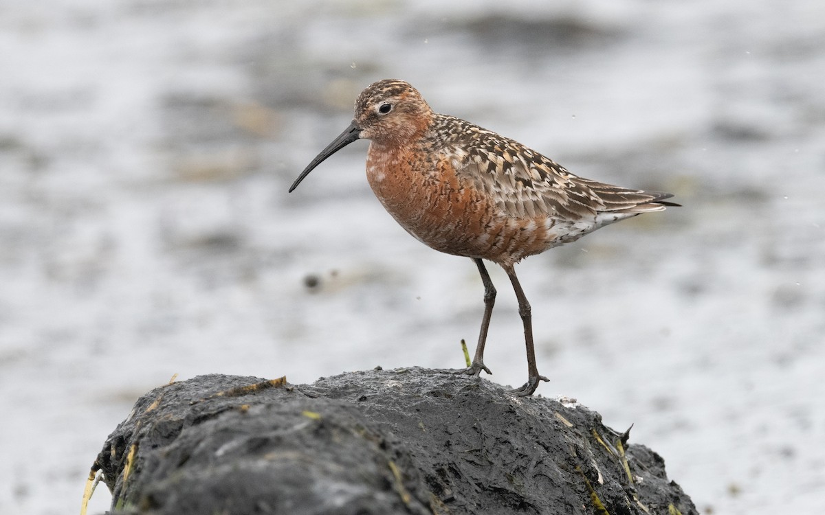 Curlew Sandpiper - ML612875320