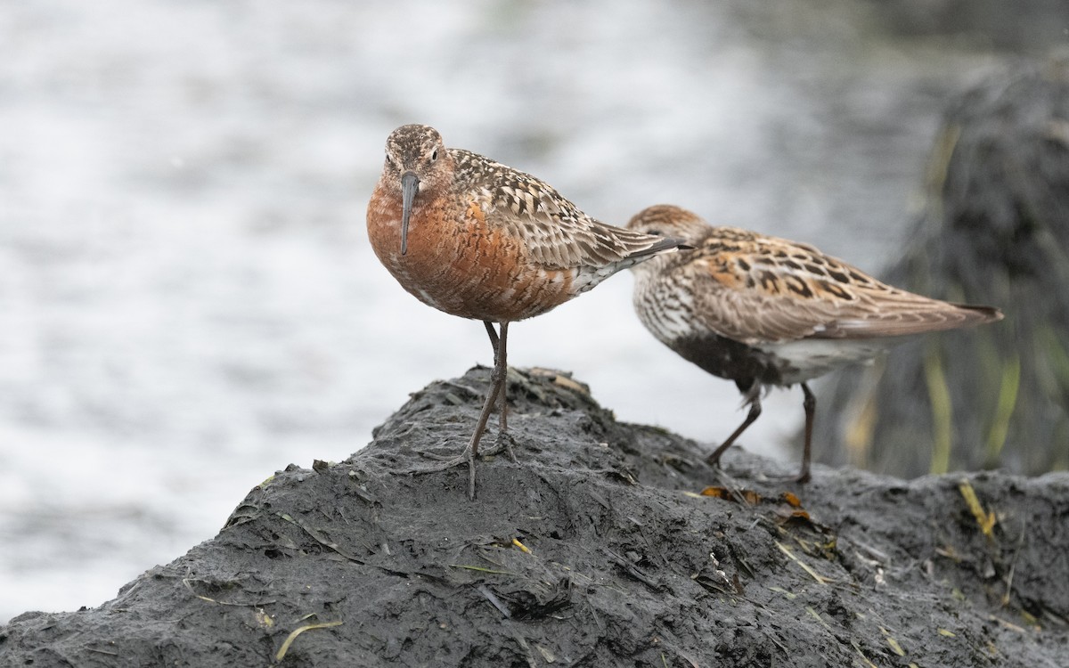 Curlew Sandpiper - ML612875321