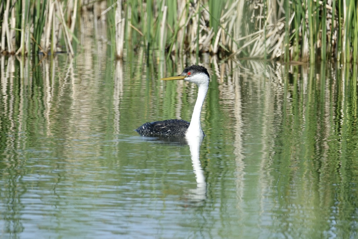 Western Grebe - ML612875348