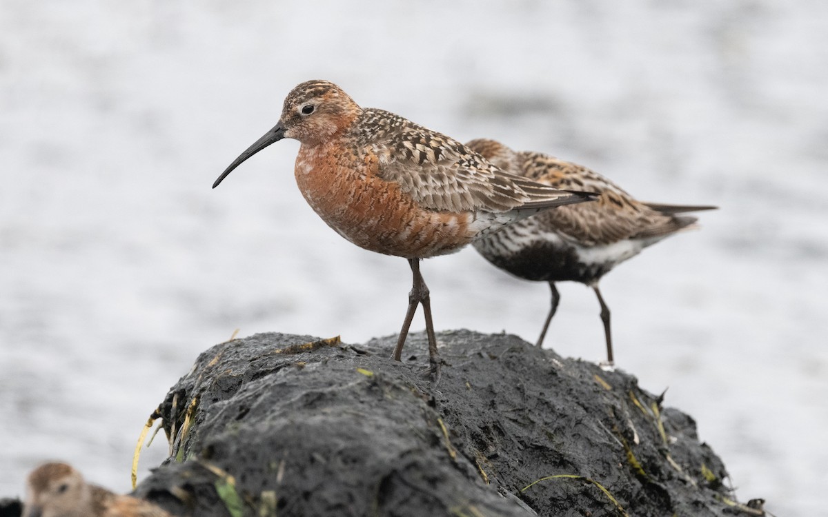 Curlew Sandpiper - ML612875364