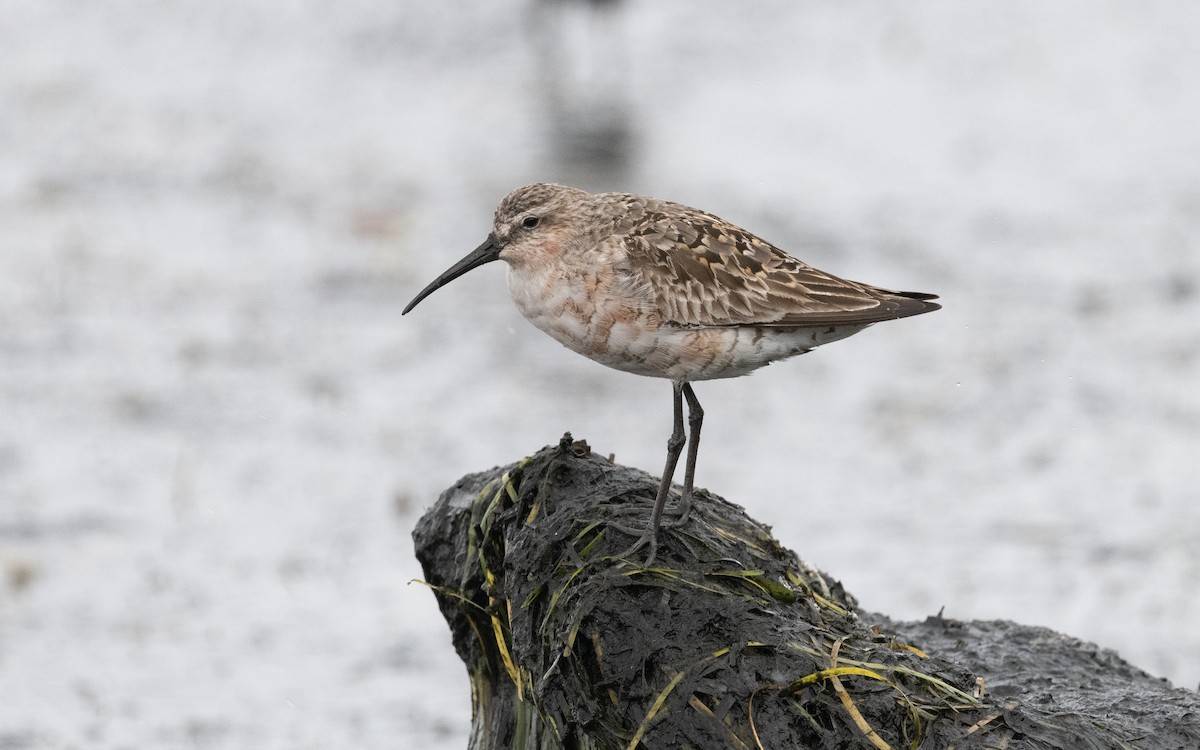 Curlew Sandpiper - ML612875365