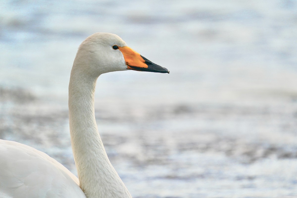 Whooper Swan - ML612875392