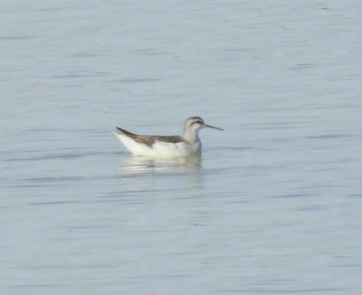 Wilson's Phalarope - ML612875423