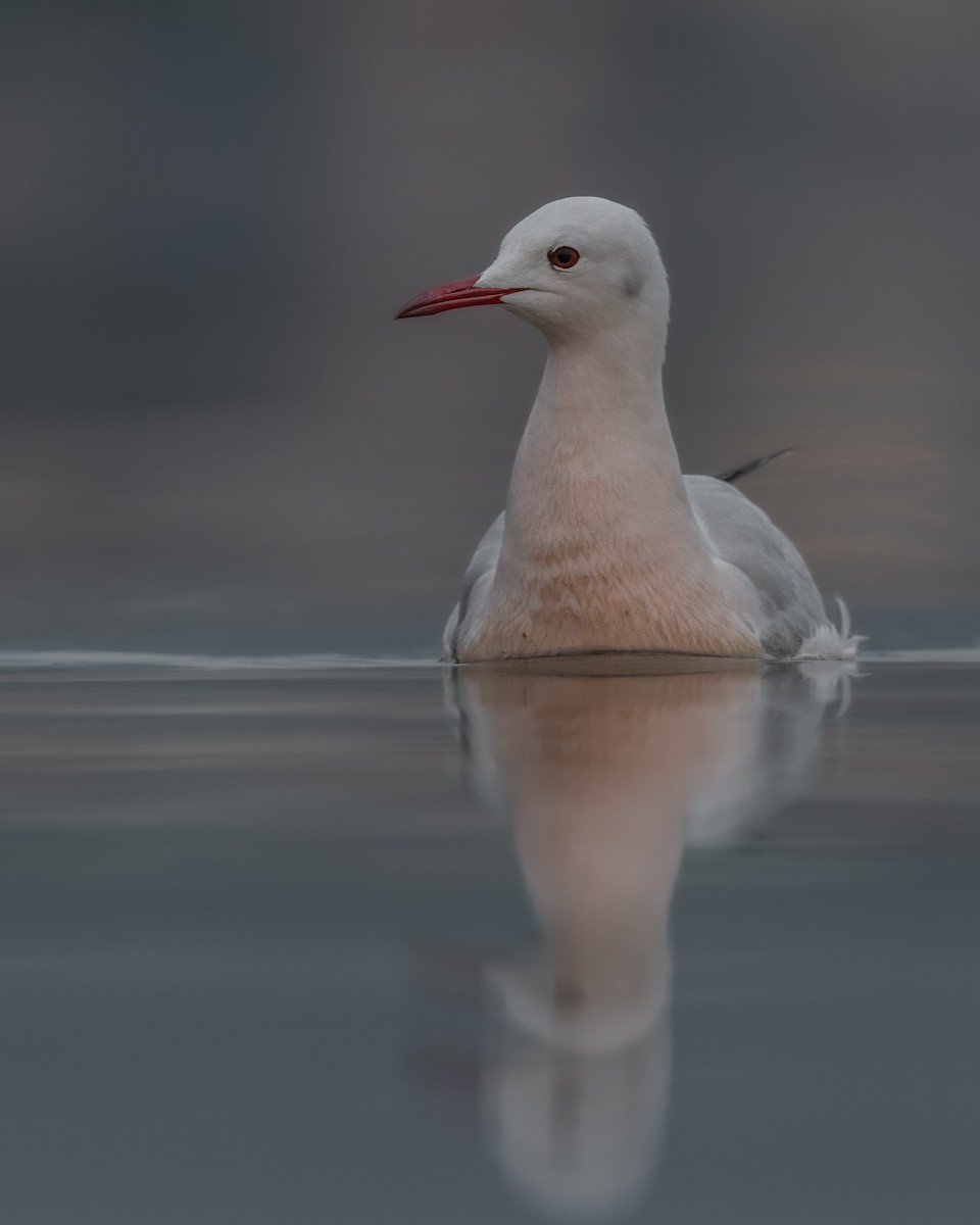 Slender-billed Gull - Dimitrios Loukas