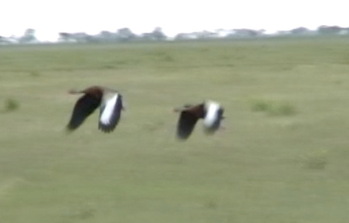 Black-bellied Whistling-Duck (fulgens) - ML612875487