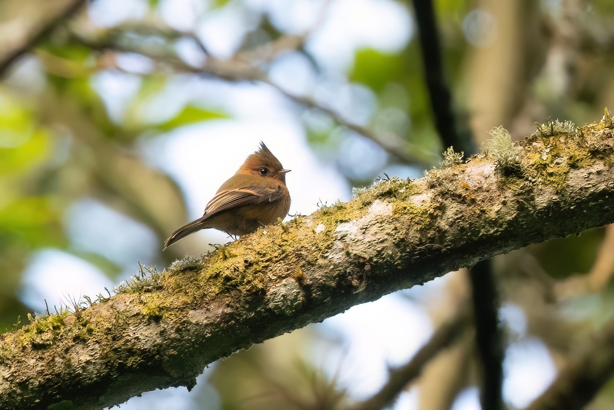 Tufted Flycatcher - ML612875496