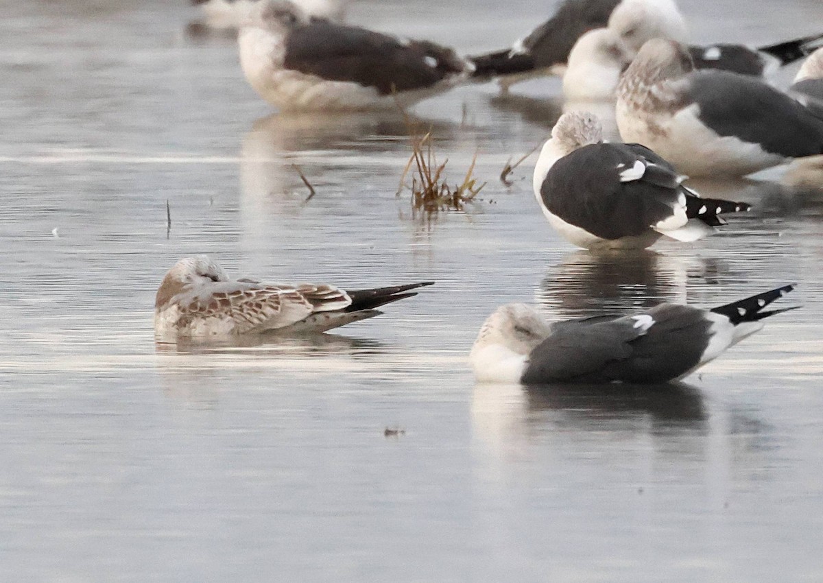 Common Gull - ML612875611