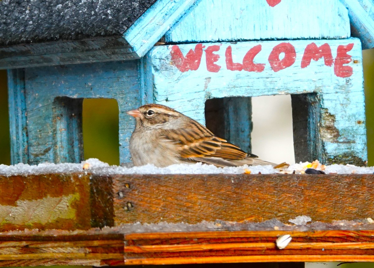 Chipping Sparrow - M Wannamaker