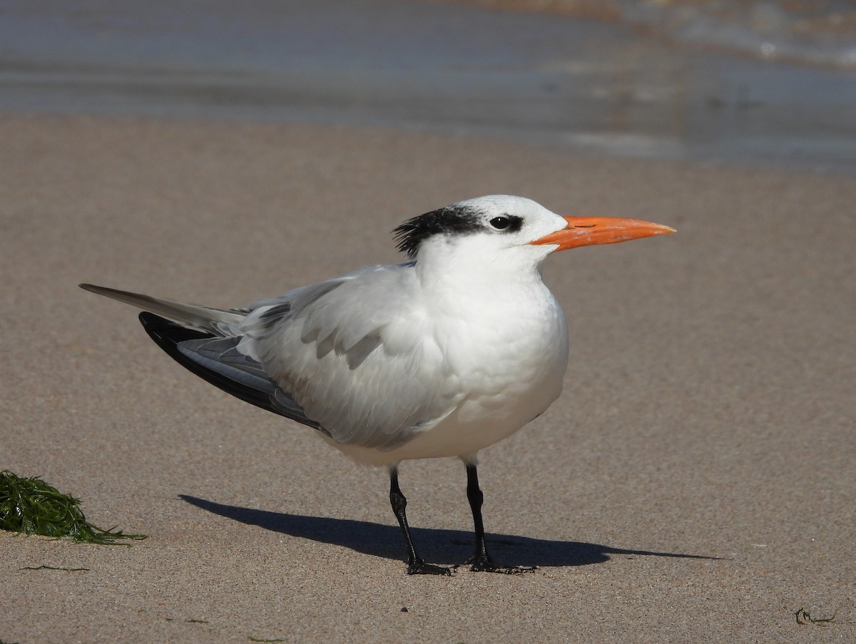 Royal Tern - ML612875649