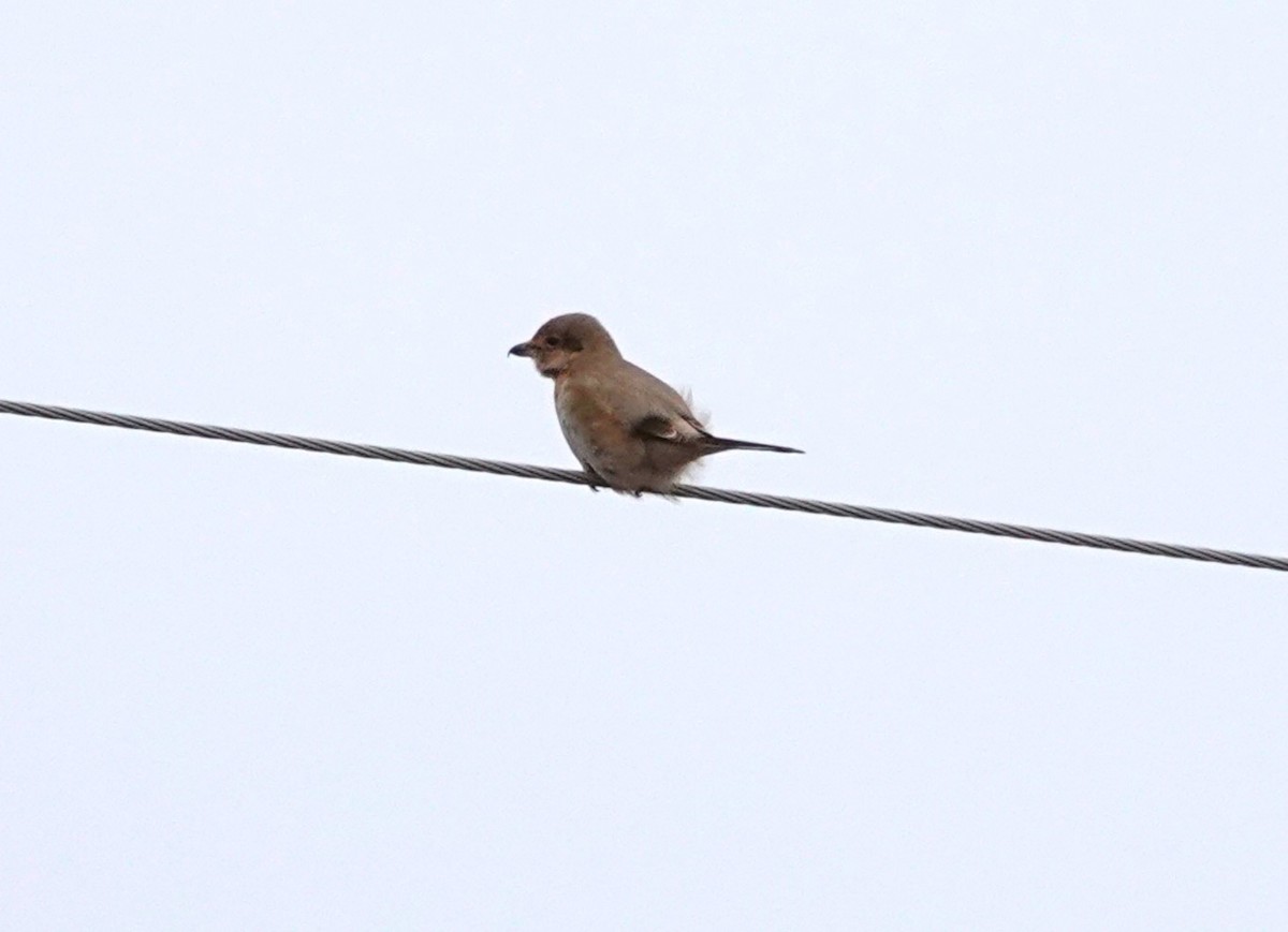 Northern Shrike - M Wannamaker