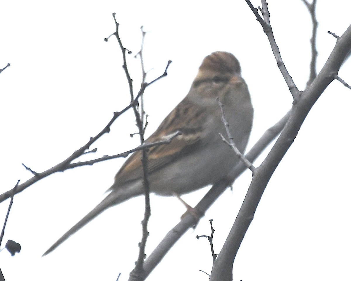 Chipping Sparrow - ML612875698