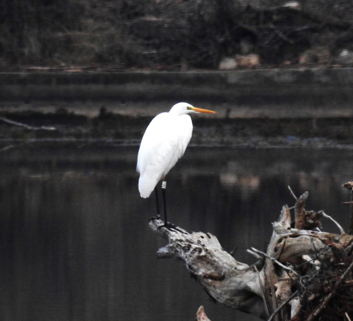 Great Egret - Fernando T Rico