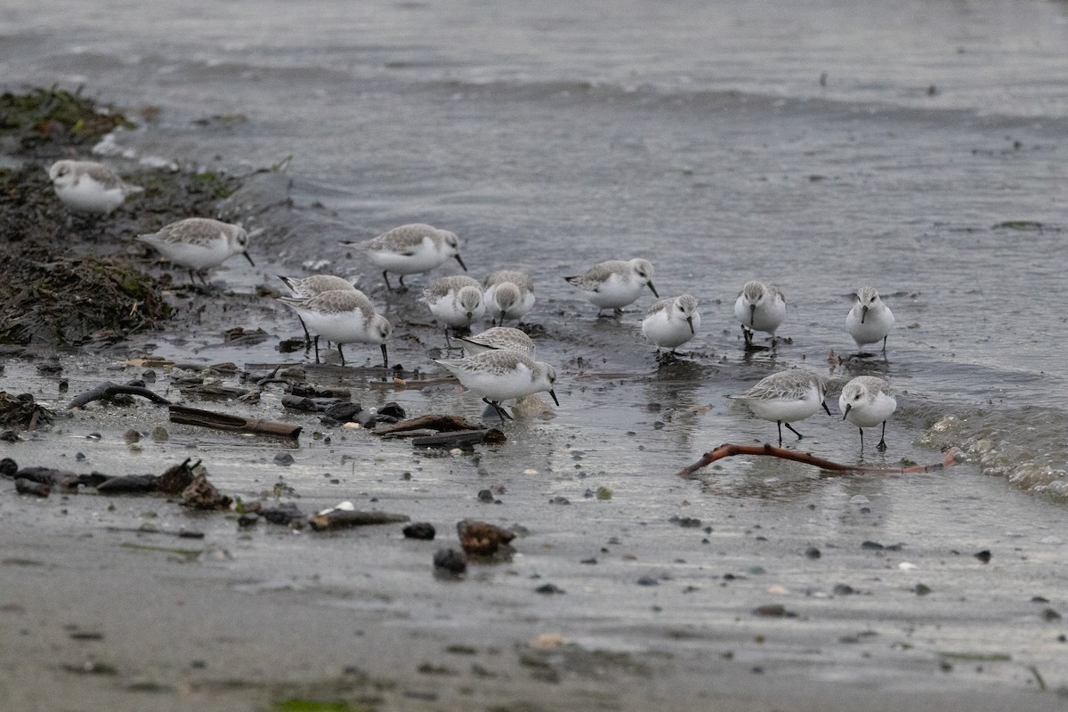 Sanderling - John Reynolds