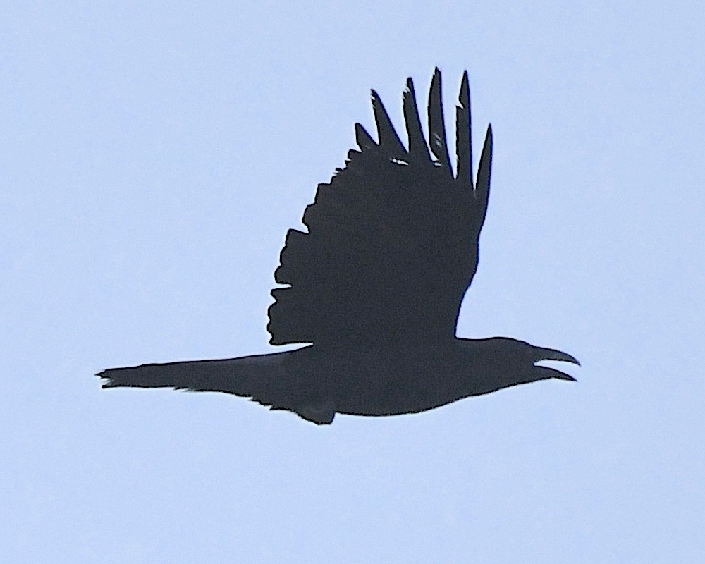 Common Raven - ML612875725