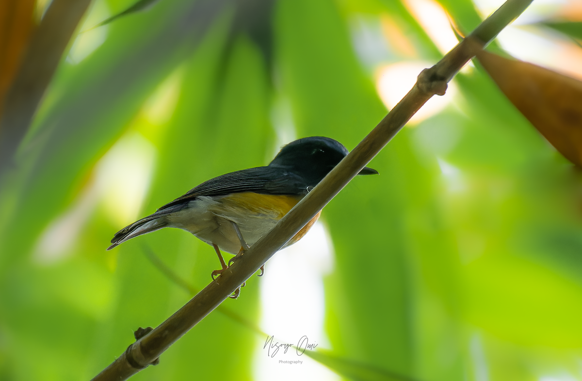 Blue-throated Flycatcher - ML612875758