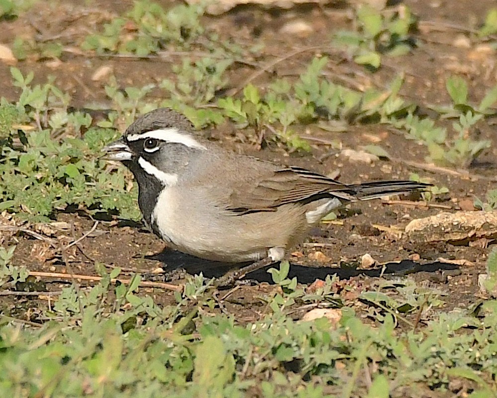 Black-throated Sparrow - ML612875833