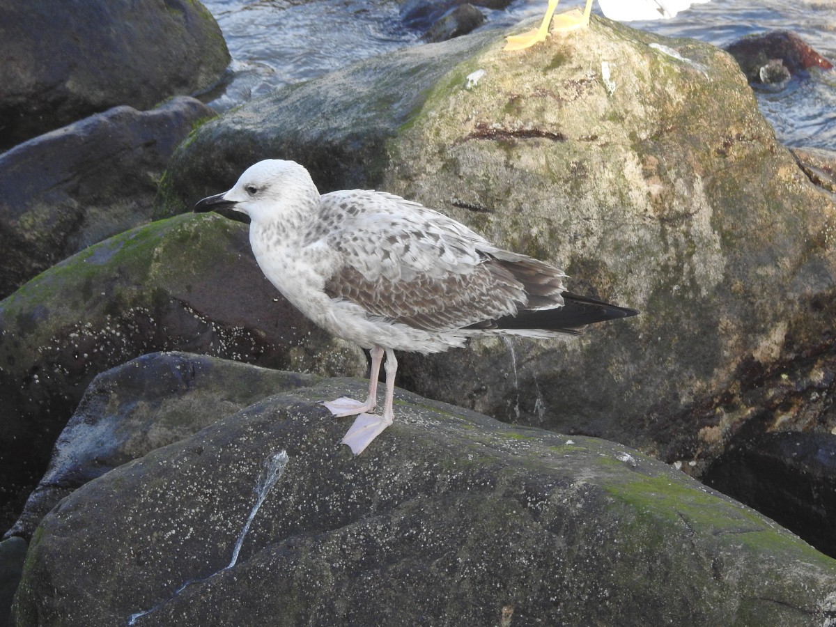 Caspian Gull - Xabier Saralegi