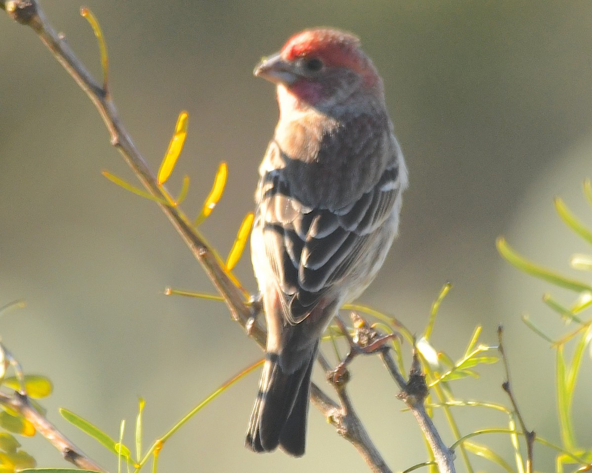 House Finch - ML612875905