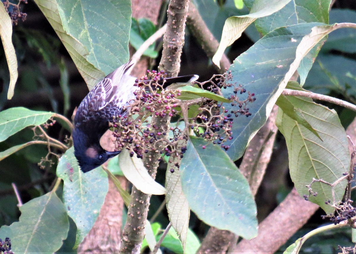 Red-vented Bulbul - ML612875908
