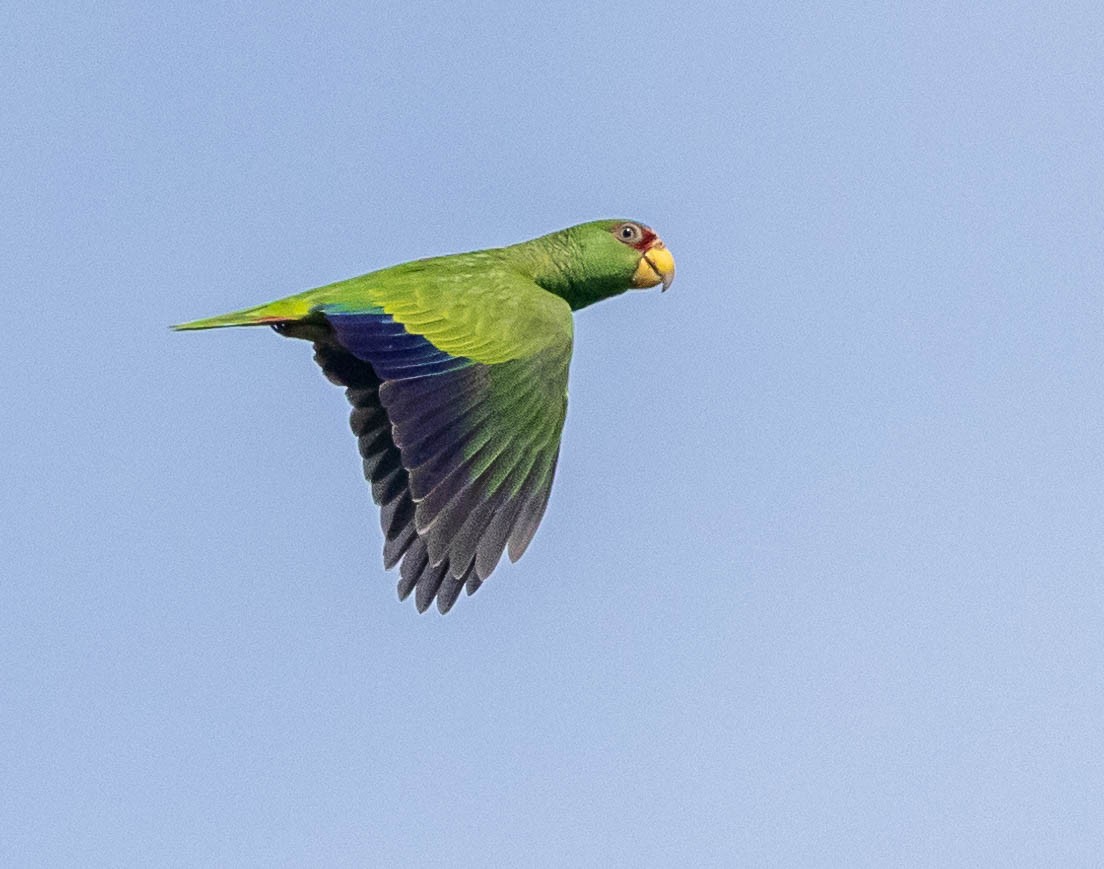 Amazona Frentialba - ML612875913