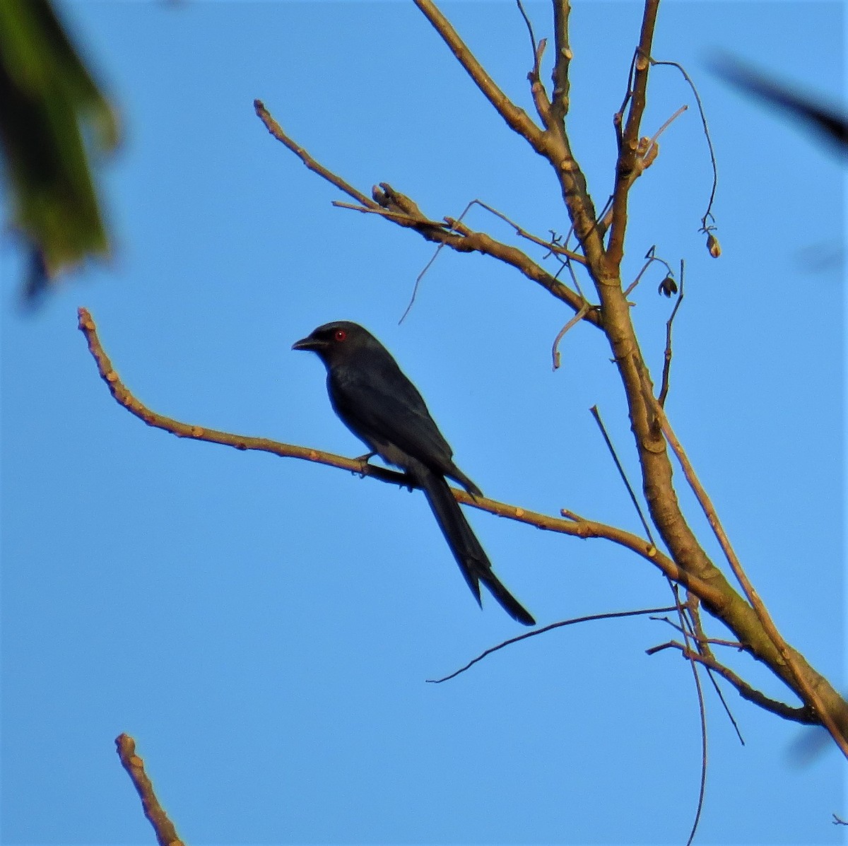 Ashy Drongo - ML612875917