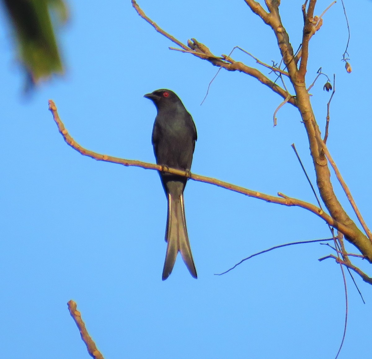 Ashy Drongo - ML612875918