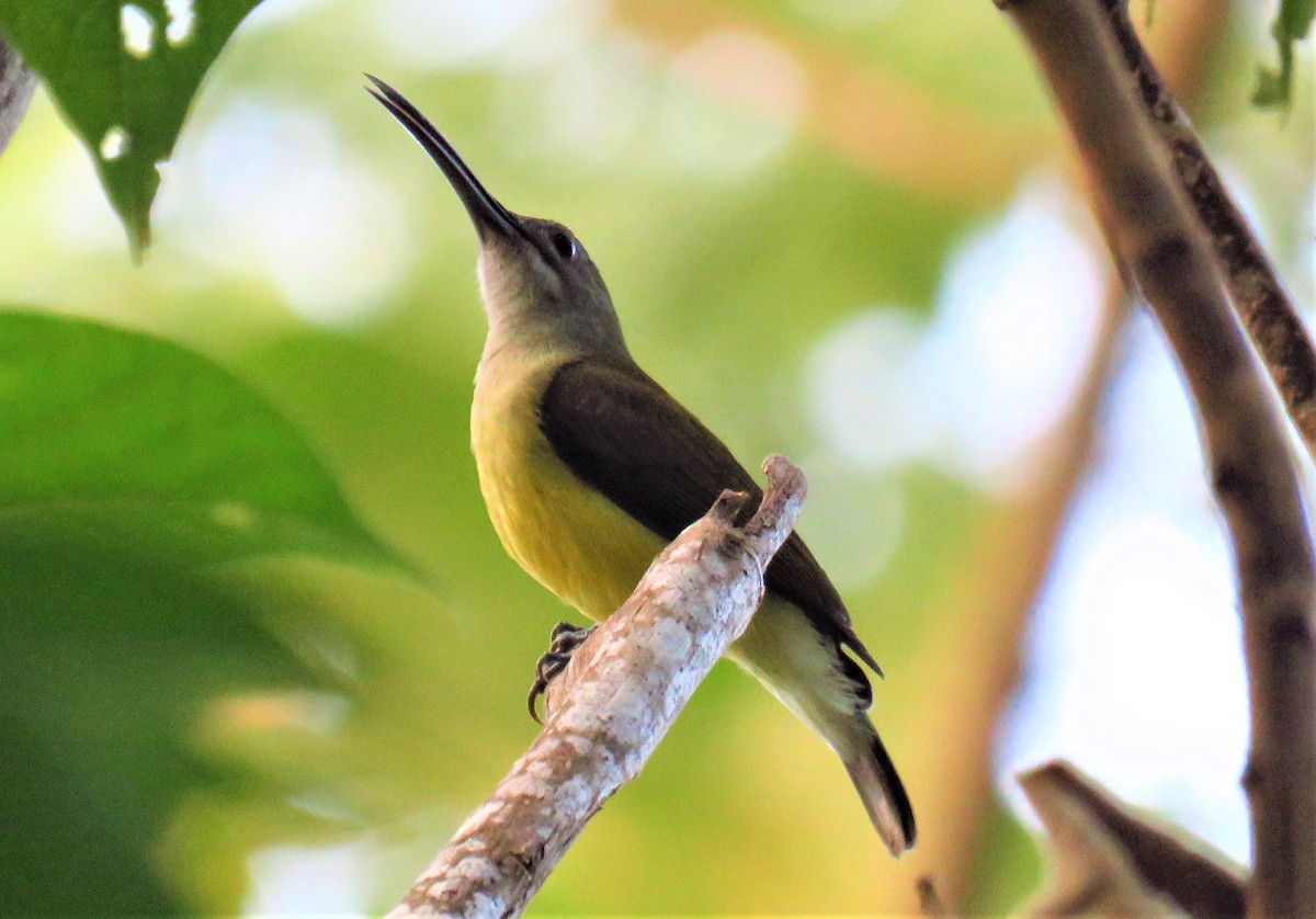 Little Spiderhunter - ML612875927