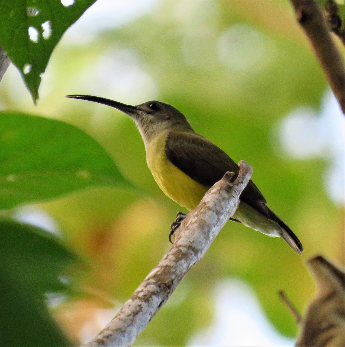 Little Spiderhunter - ML612875930