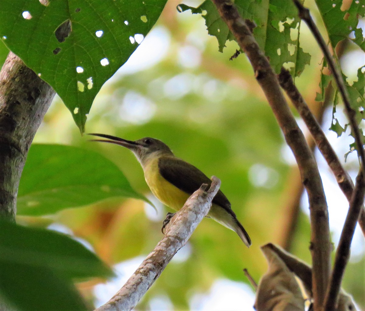 Little Spiderhunter - ML612875934