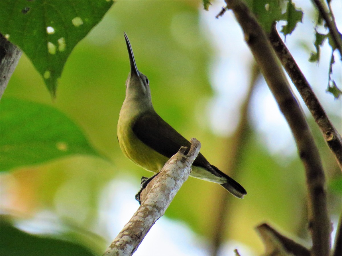 Little Spiderhunter - ML612875947