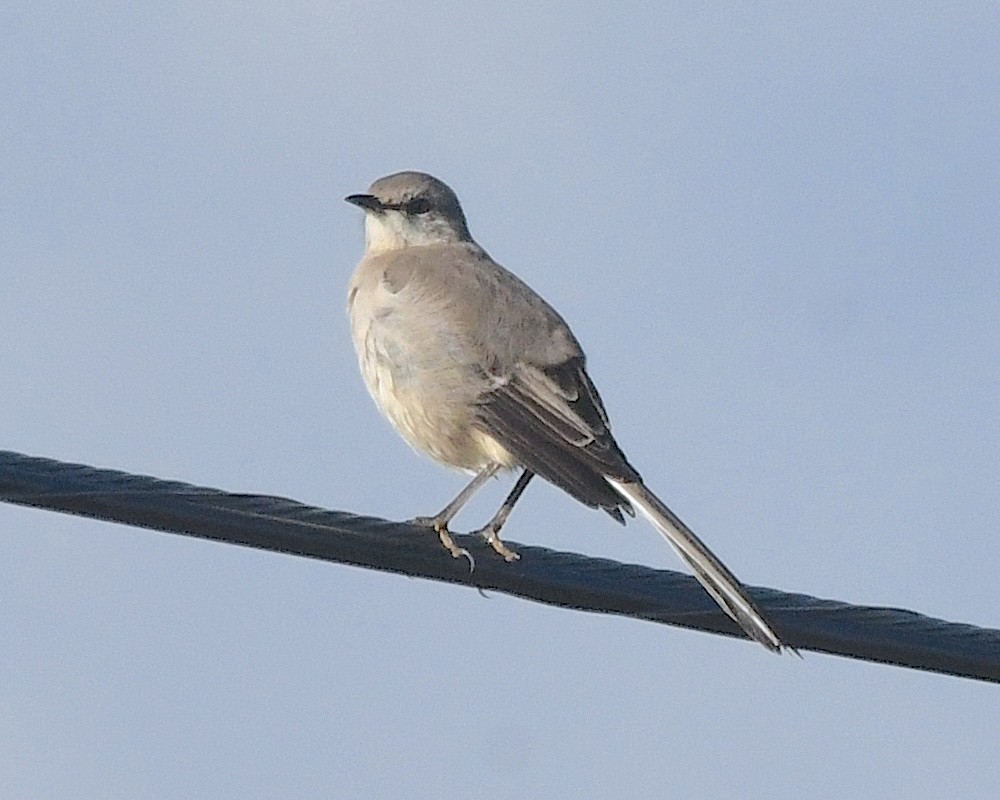 Northern Mockingbird - ML612875950