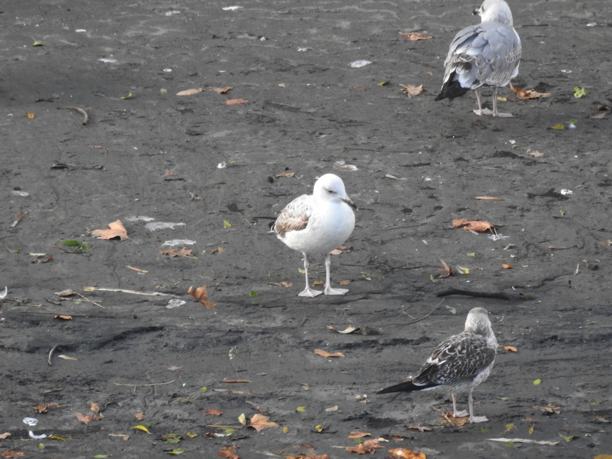 Caspian Gull - ML612875966