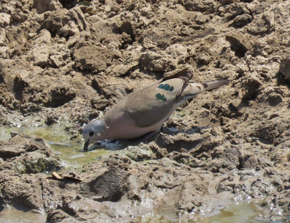Emerald-spotted Wood-Dove - ML612875970