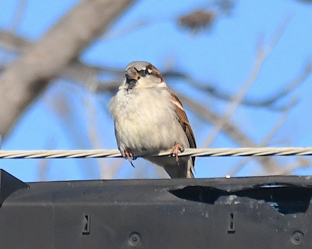 Moineau domestique - ML612876042