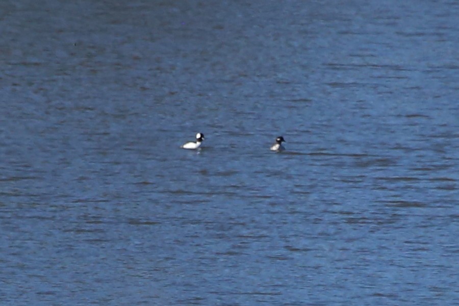 Bufflehead - ML612876049
