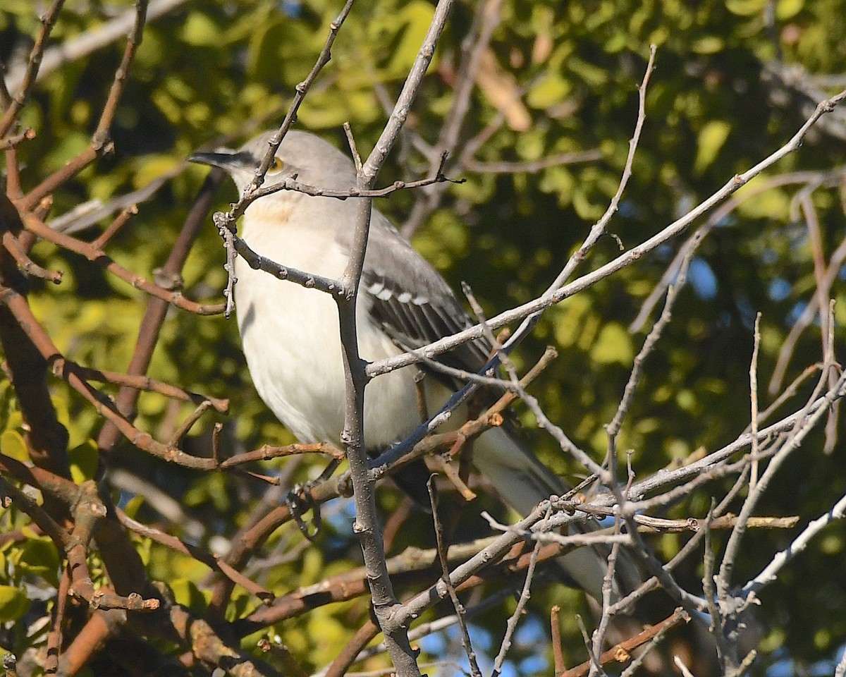 Northern Mockingbird - ML612876084