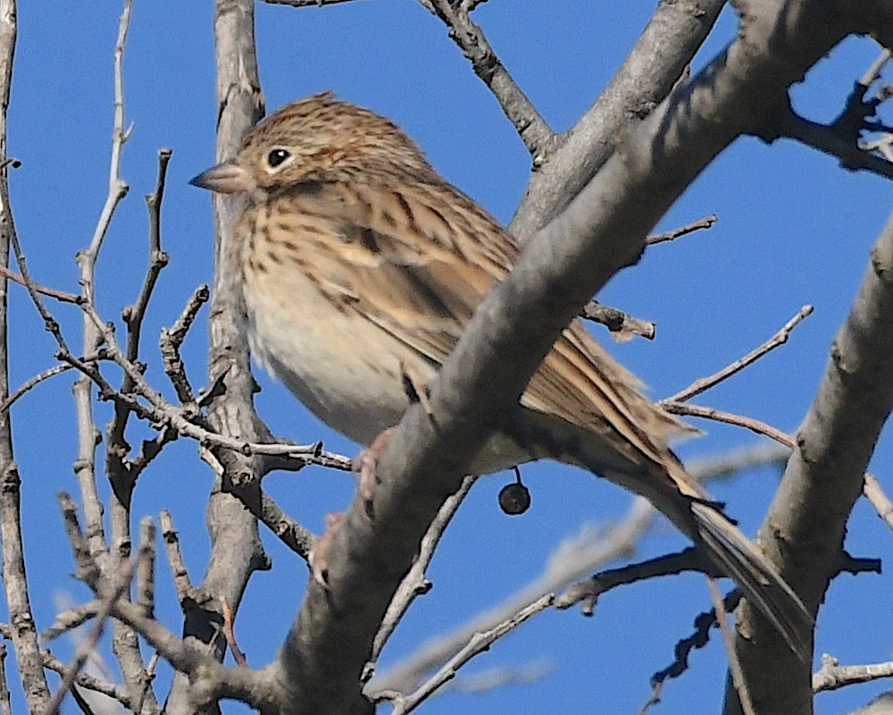 Vesper Sparrow - ML612876136