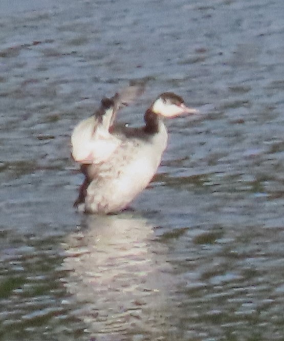 Horned Grebe - ML612876228