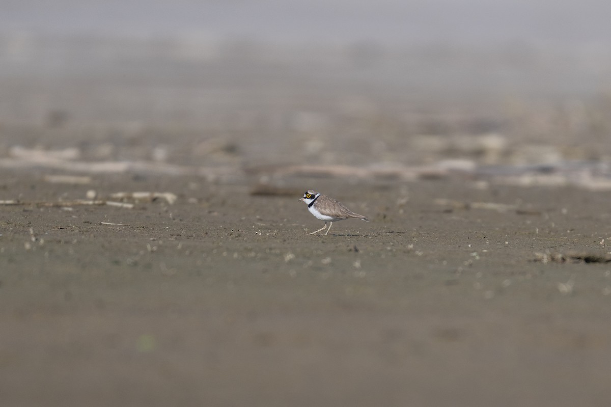 Little Ringed Plover - ML612876285