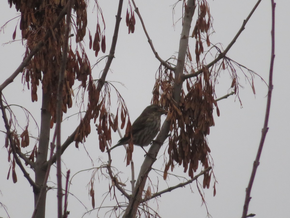 Purple Finch - ML612876319