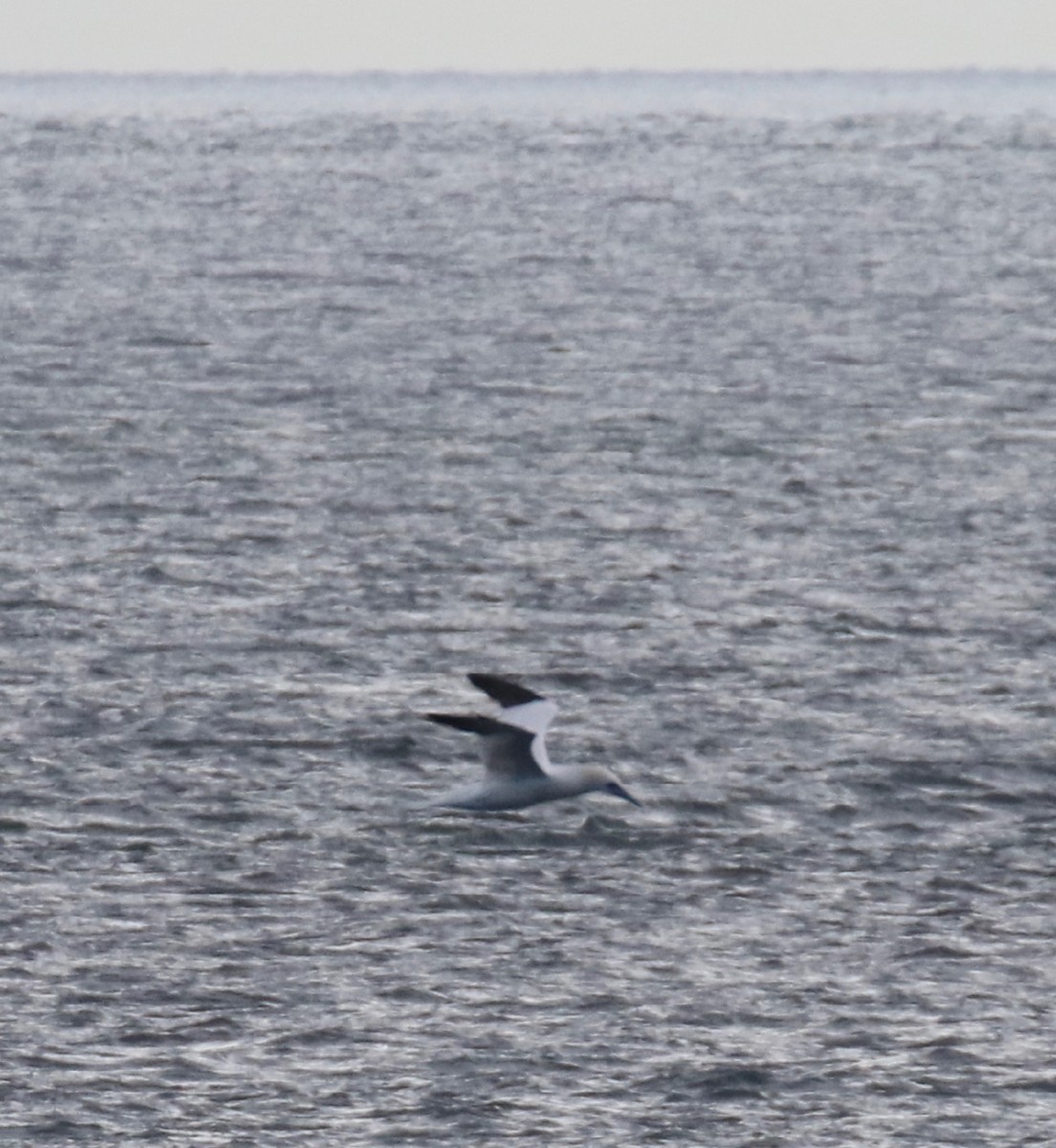 Northern Gannet - ML612876341