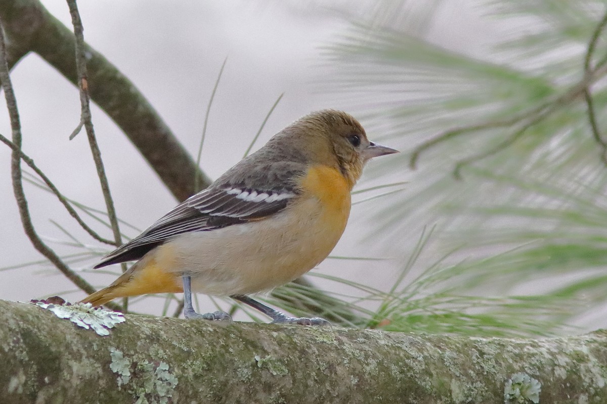 Baltimore Oriole - ML612876419