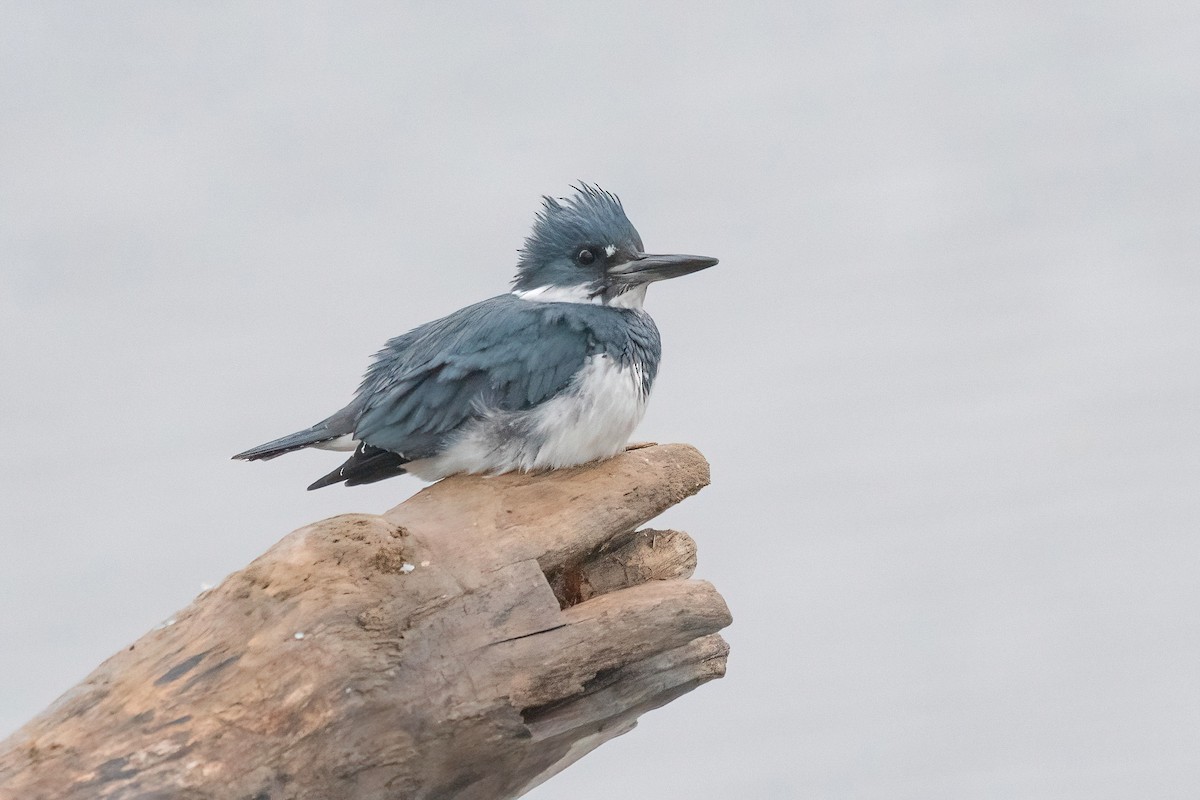 Belted Kingfisher - Traci Gentry