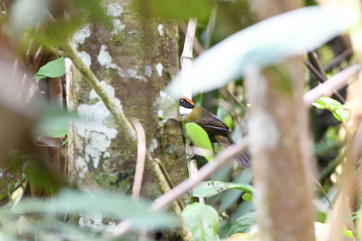 Chestnut-capped Brushfinch - ML612876447